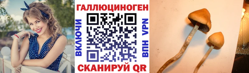 Галлюциногенные грибы Psilocybe  Снежногорск 